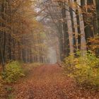 Herbstwald