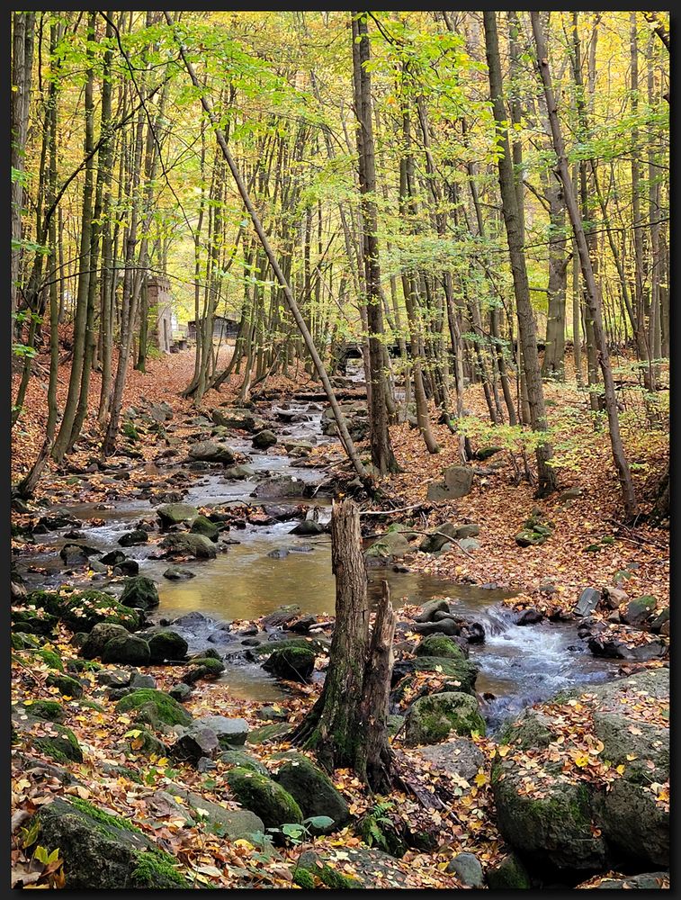 ...HerbstWald...