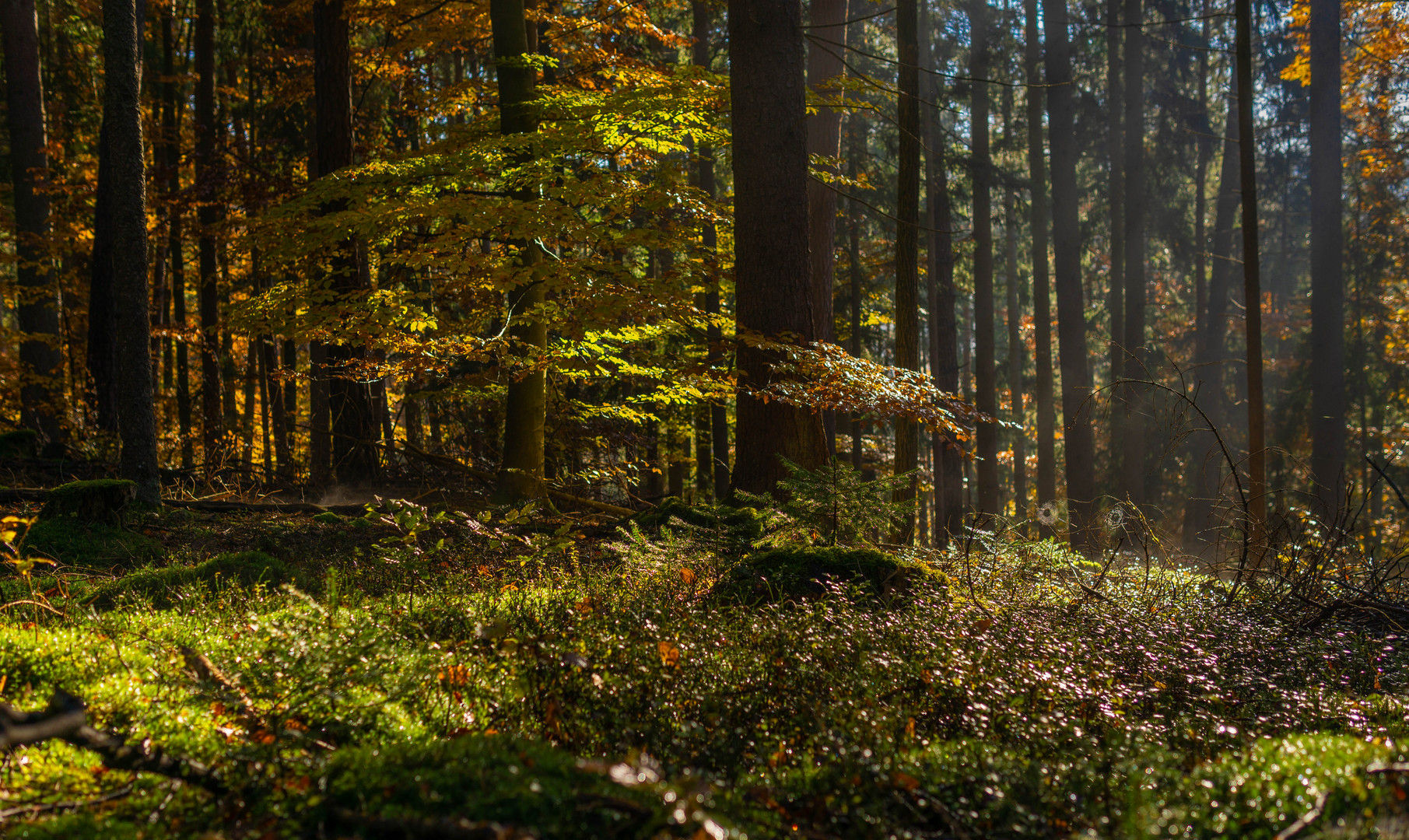 Herbstwald