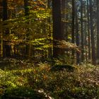 Herbstwald