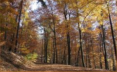 ~ Herbstwald ~