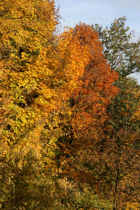 Herbstwald