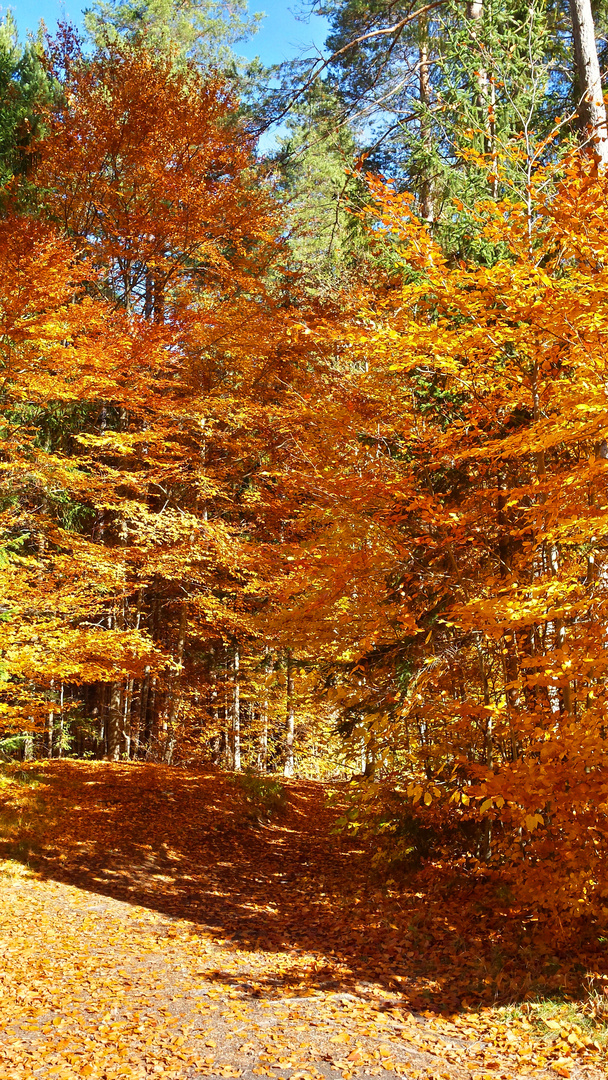 Herbstwald