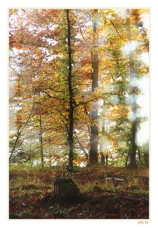 Herbstwald