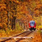 Herbstwald