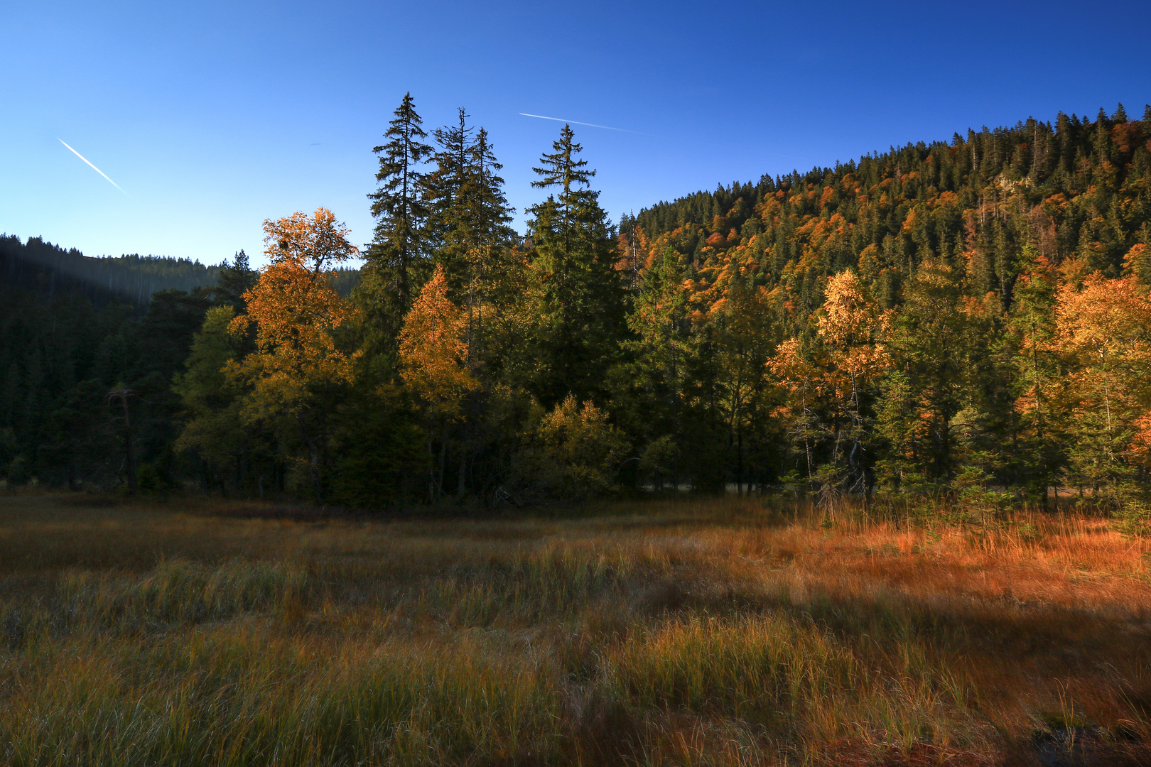 Herbstwald