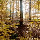 Herbstwald - 2