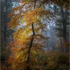 Herbstwald 2