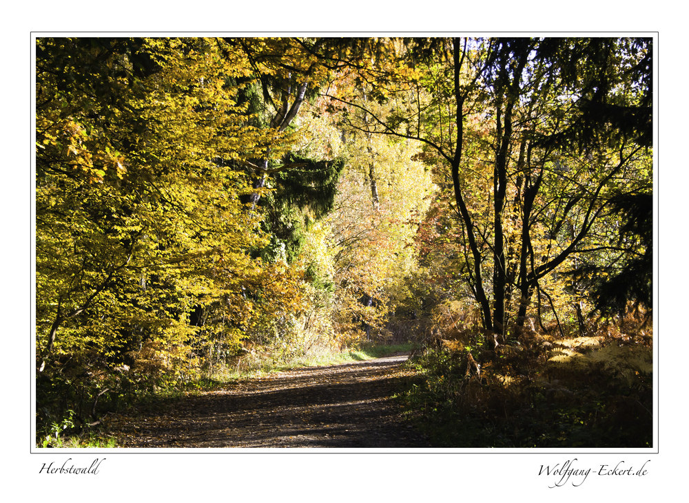 Herbstwald (2)