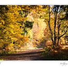 Herbstwald (2)