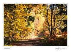 Herbstwald (2)