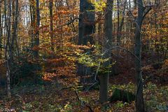 Herbstwald 2 