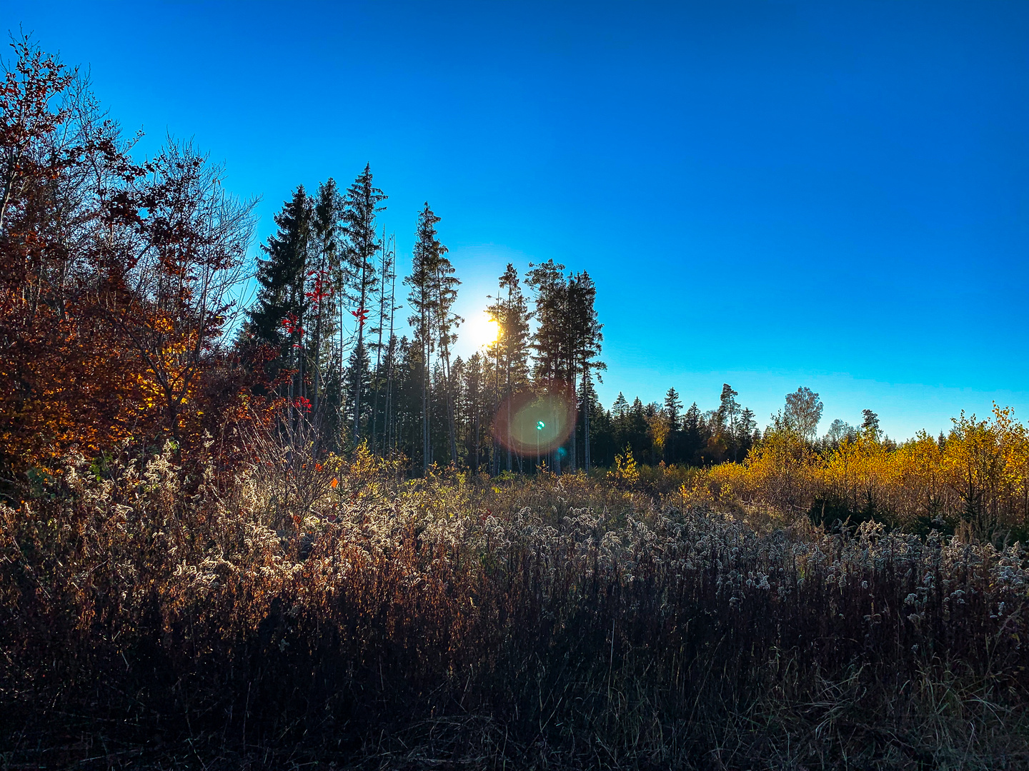 Herbstwald 2