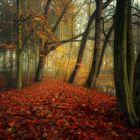 - Herbstwald 2 -