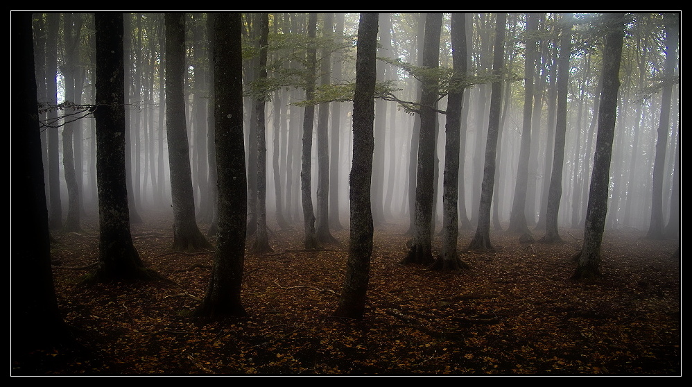 Herbstwald 2