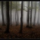 Herbstwald 2