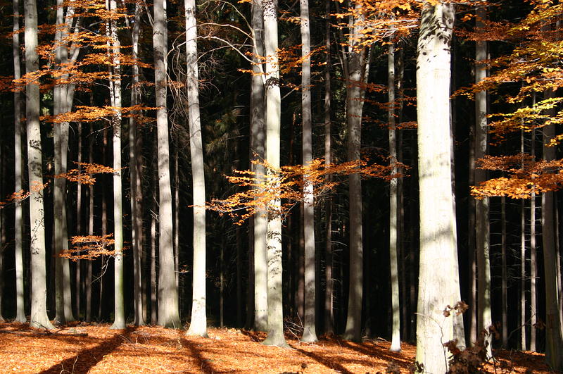 Herbstwald 2