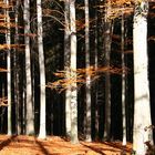 Herbstwald 2