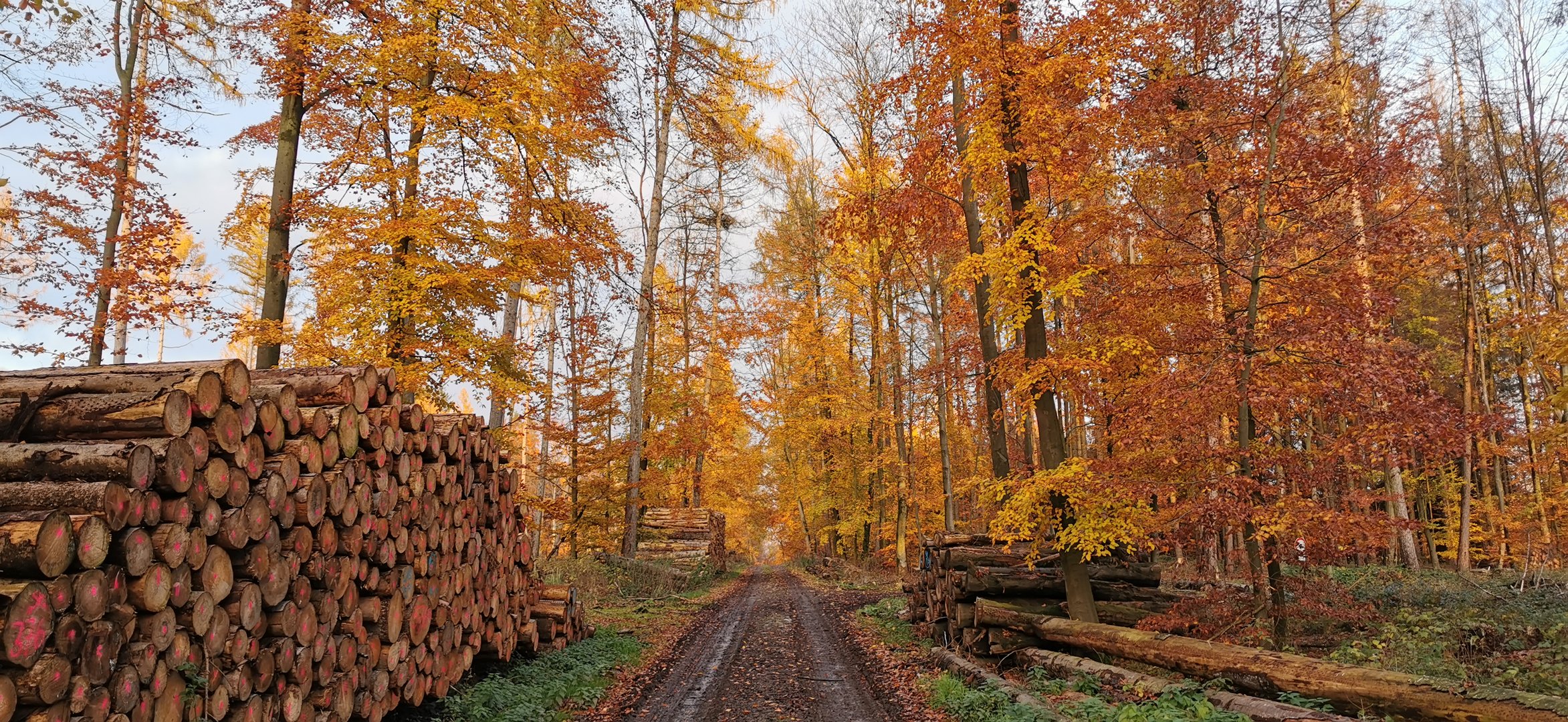 Herbstwald 2