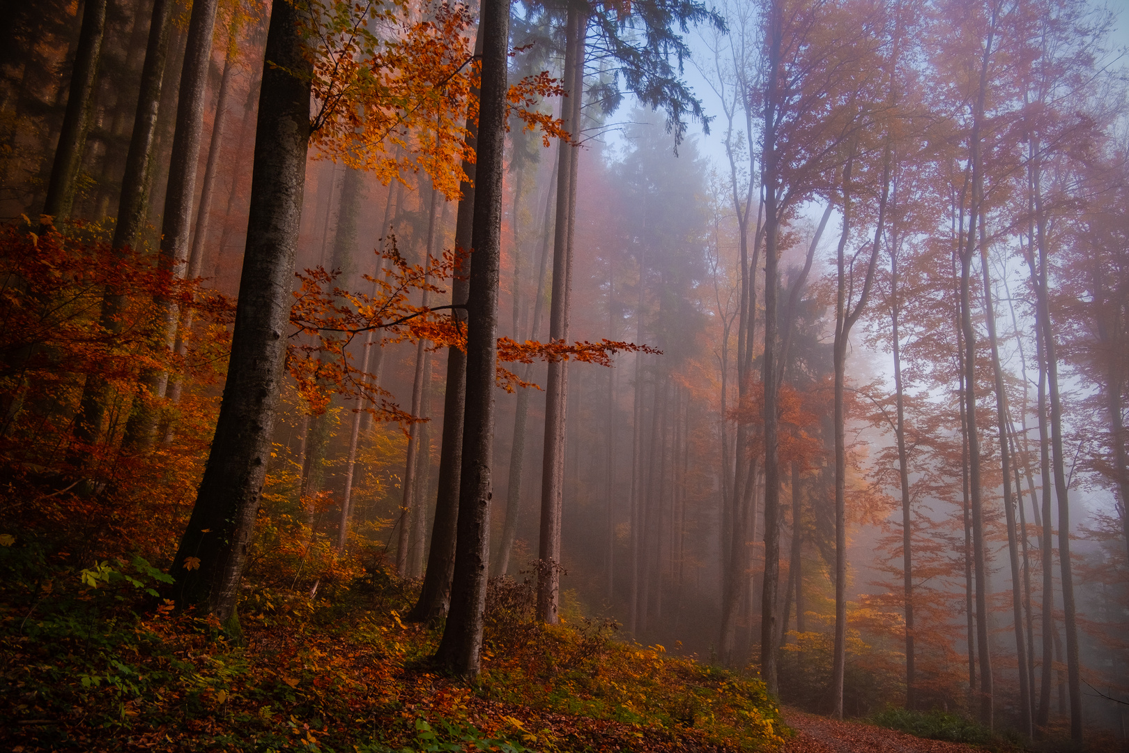 Herbstwald 2