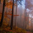 Herbstwald 2