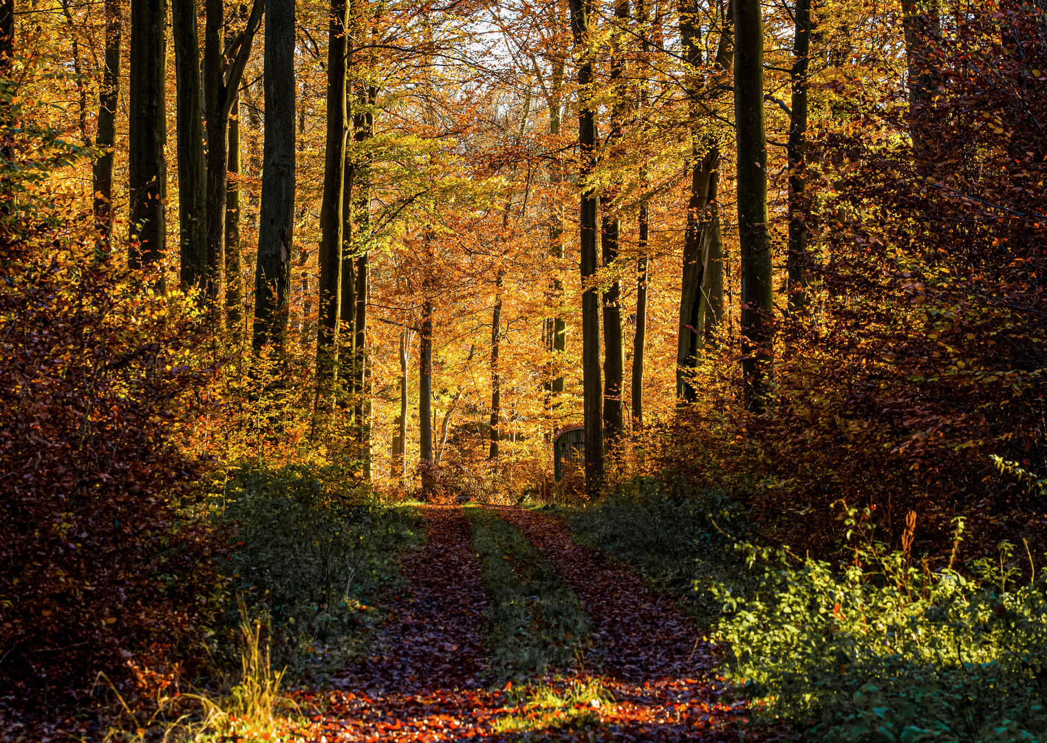 Herbstwald 2