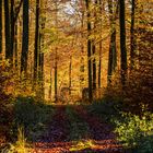 Herbstwald 2