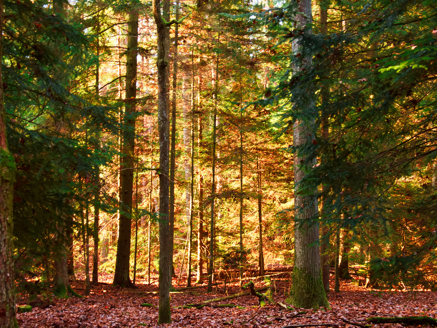 Herbstwald 2