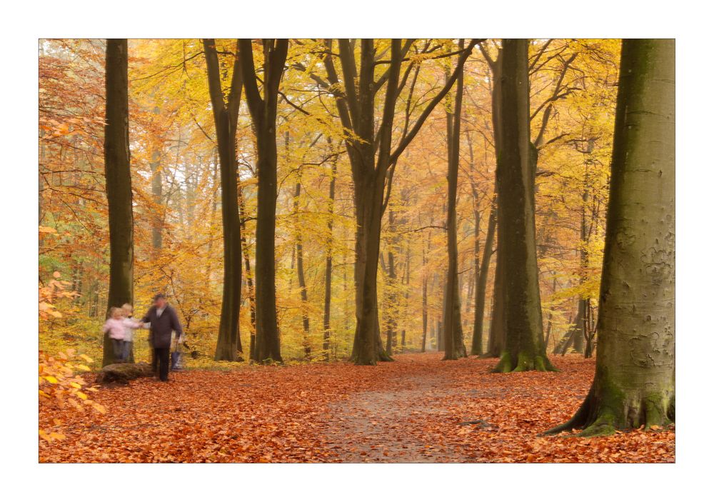 herbstwald (2)