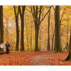 herbstwald (2)