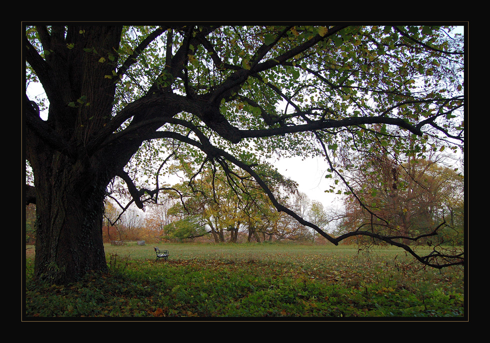 Herbstwald  *2*