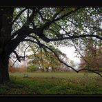 Herbstwald  *2*