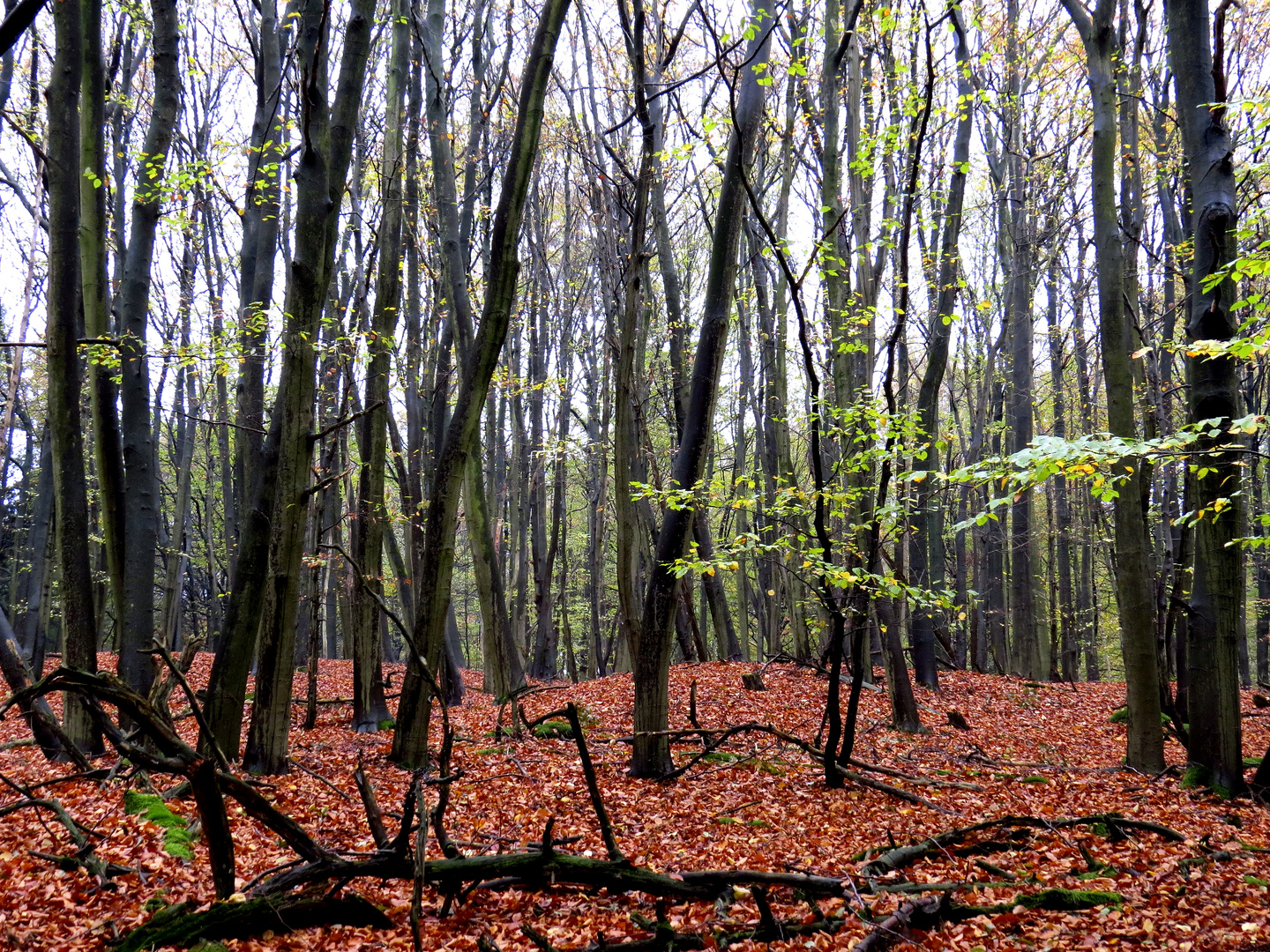 Herbstwald 2