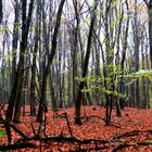 Herbstwald 2