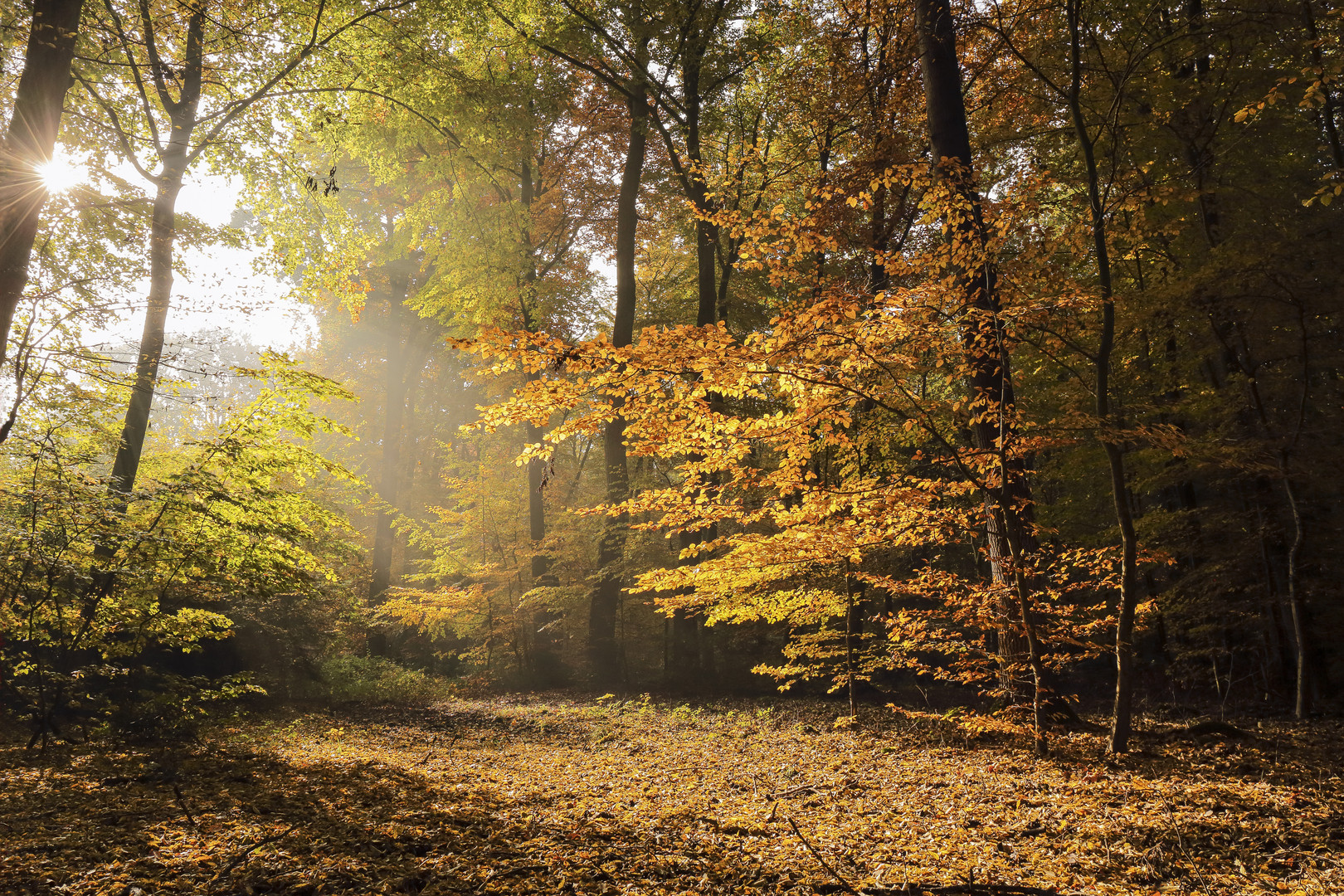 Herbstwald 2