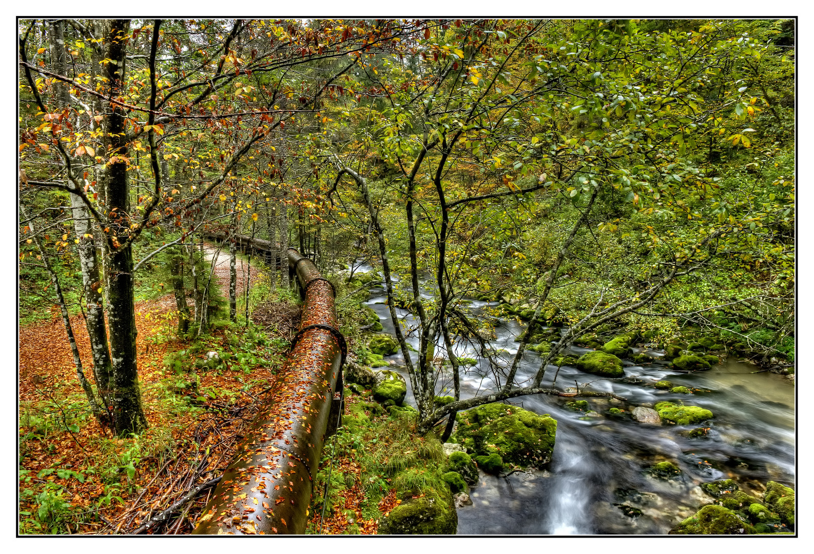 Herbstwald 2