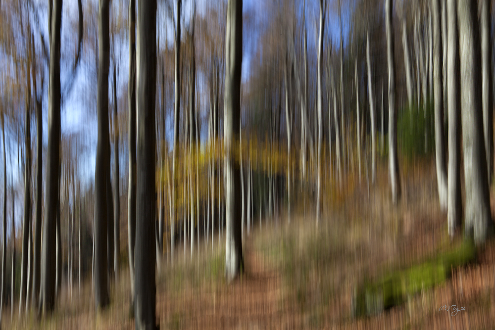 herbstwald 2