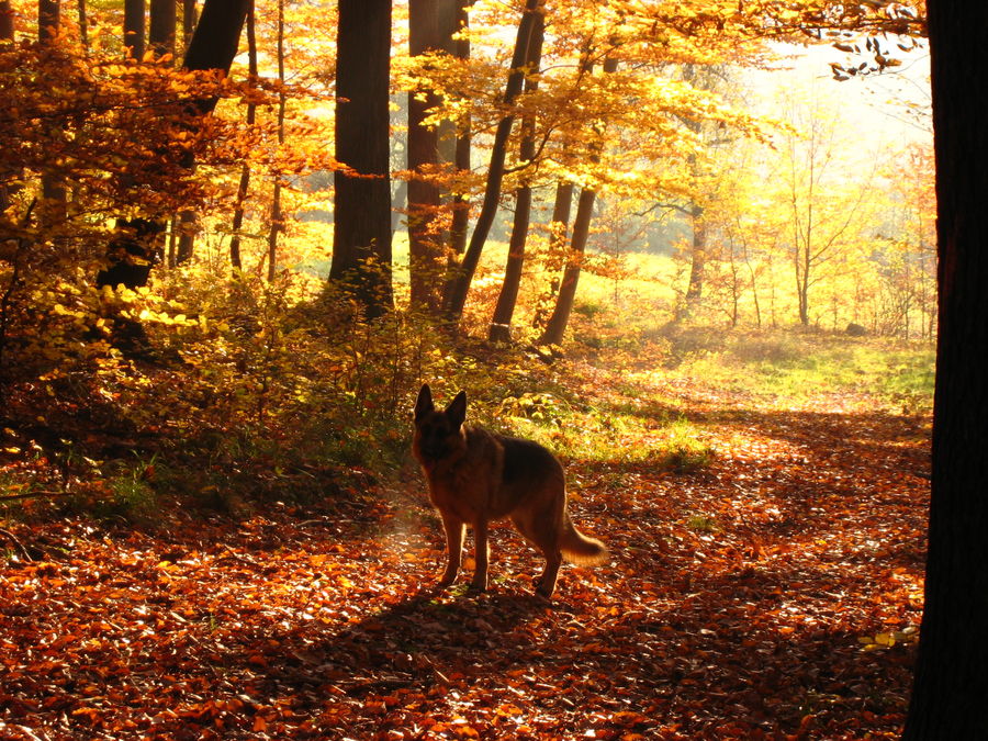 Herbstwald 2