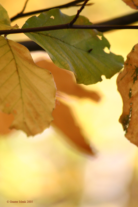 Herbstwald 2