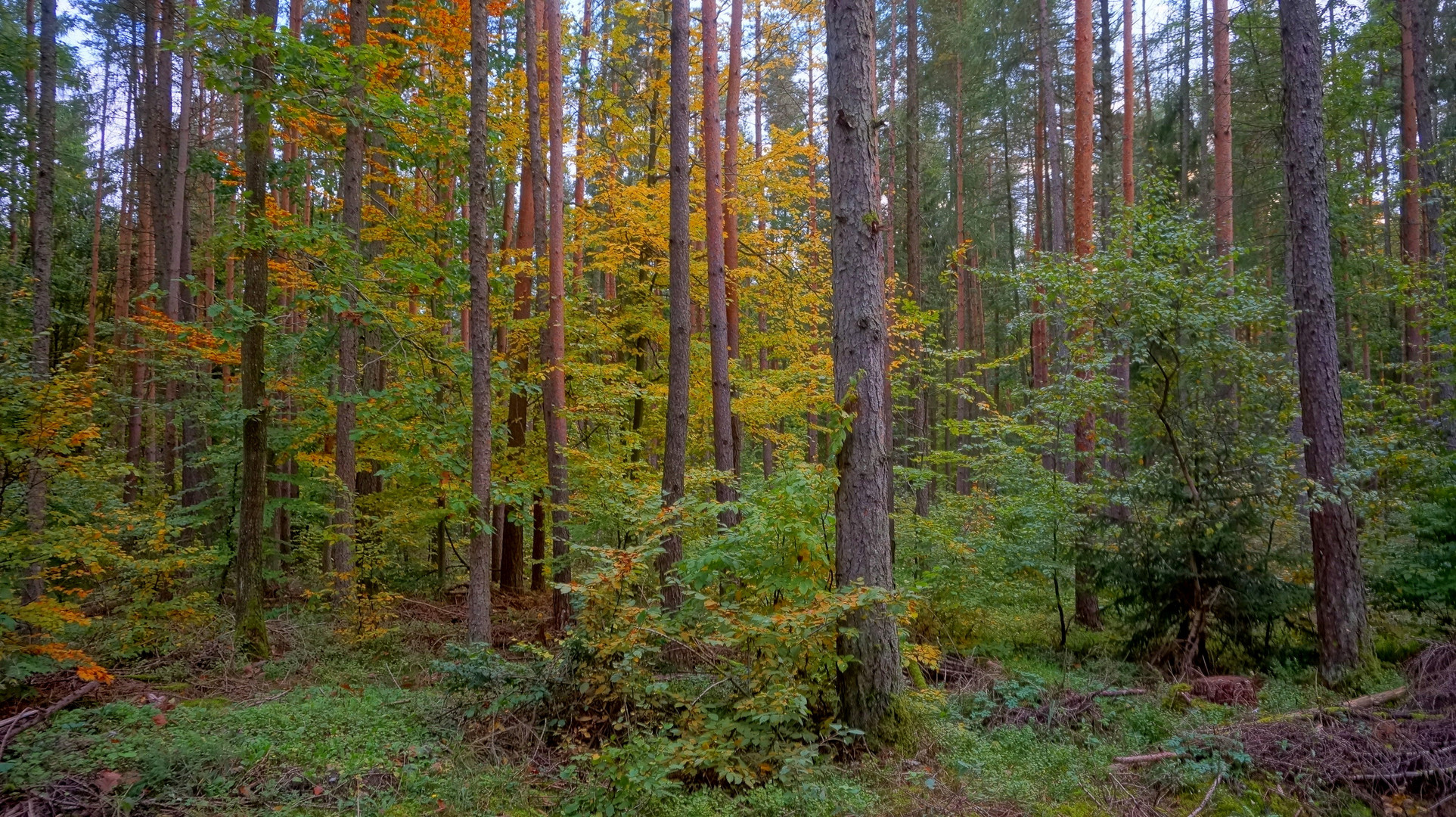 Herbstwald, 2 (bosque otoñal, 2)