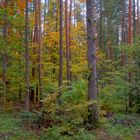 Herbstwald, 2 (bosque otoñal, 2)