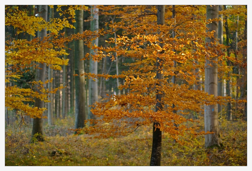 Herbstwald [2]
