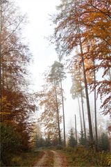 Herbstwald 2