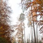 Herbstwald 2