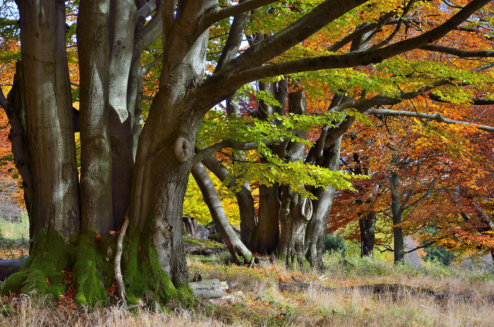 Herbstwald 2