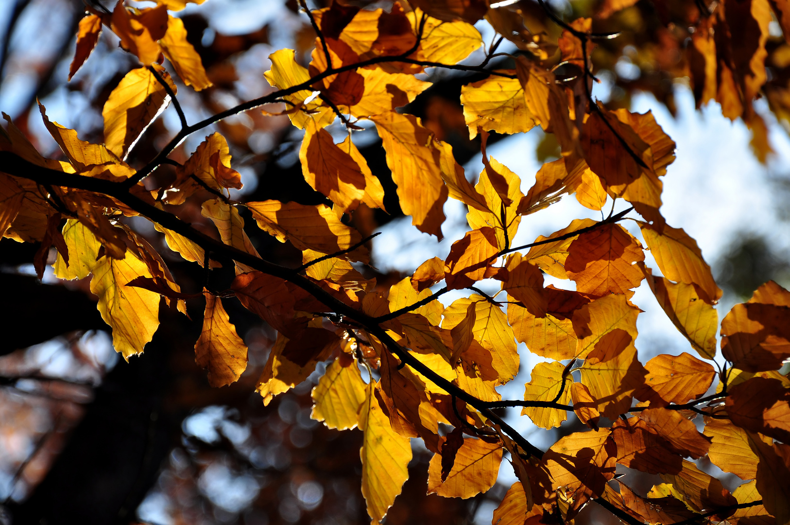 Herbstwald 2