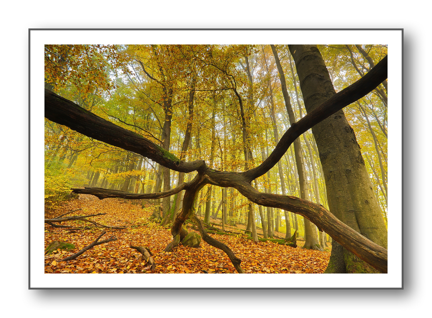 Herbstwald 2