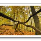 Herbstwald 2