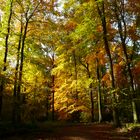 Herbstwald - 2 -