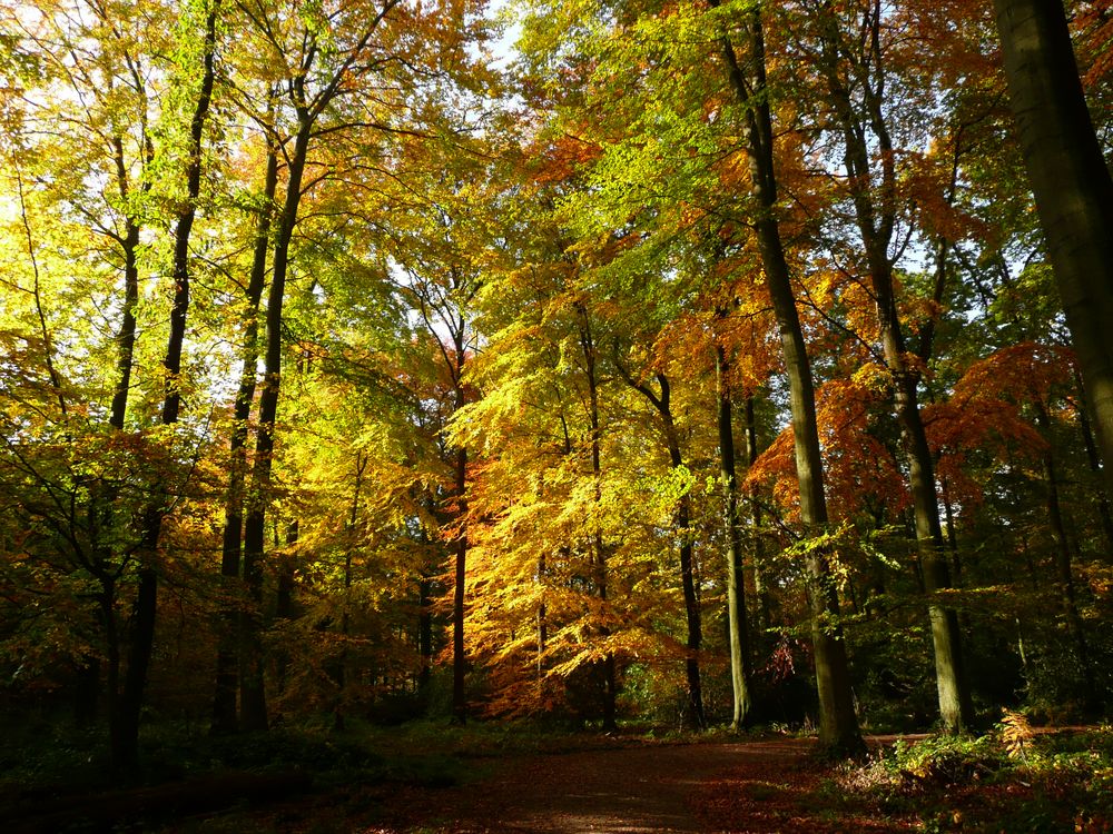 Herbstwald - 2 -